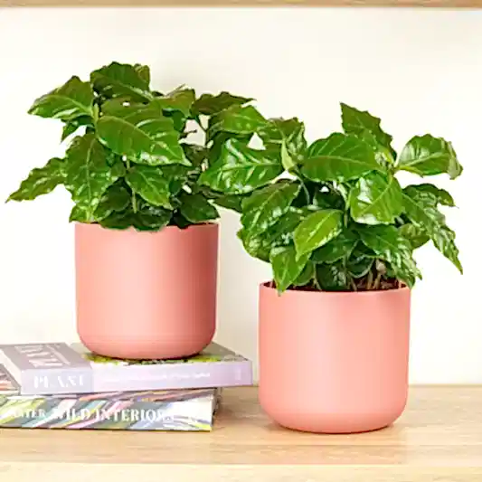 Matching Coffee Plant Arabica | Plant Bundle | Houseplant Bundles
