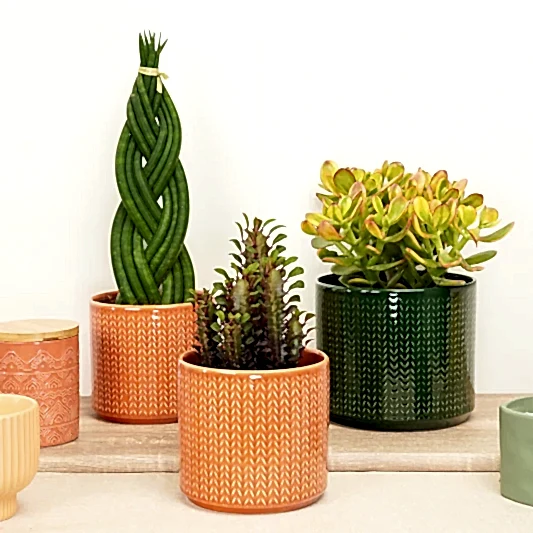 Prickly Power Pack | Plant Bundle | Rare & Unusual Plants