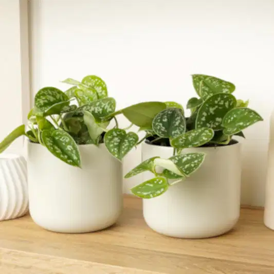 Matching Satin Pothos | Plant Bundle | Pothos & Epipremnum Plants