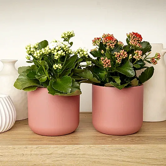 Kalanchoe Blush & Bloom Duo | Plant Bundle | Perfect Plants for Under £50