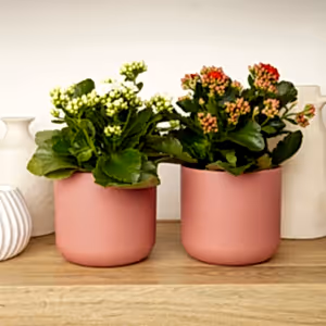 Kalanchoe Blush & Bloom Duo | Plant Bundle - Indoor Plant