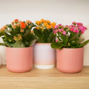 Kalanchoe Radiant Retreat | Plant Bundle - Indoor Plant