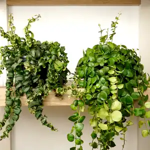 Lipstick Lovers Bundle | Plant Bundle - Indoor Plant