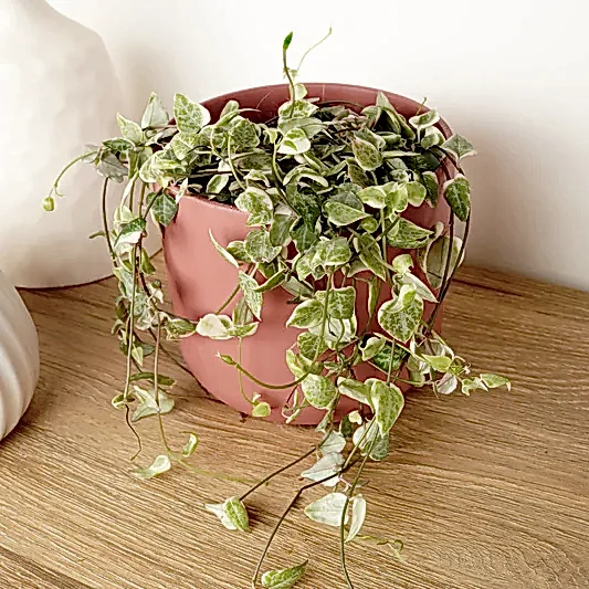 String Of Spades | Merel | Indoor Hanging Plants