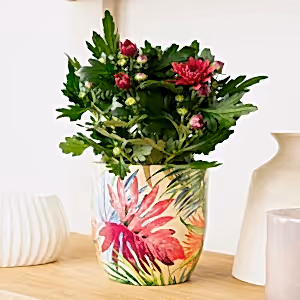 Mum | Double Raspberry - Indoor Plant