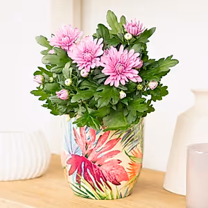 Mum | Double Pink - Indoor Plant