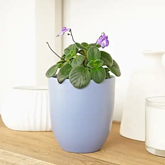Cape Primrose | Hard To Find | Indoor Hanging Plants