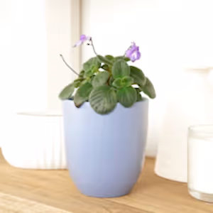 Cape Primrose | Hard To Find - Indoor Plant