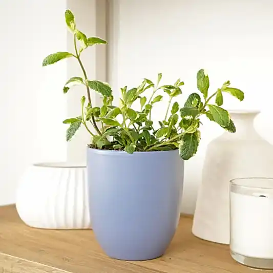 Variegated Pineapple Mint | Rare & Unusual Plants