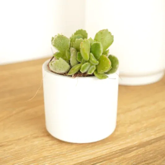 Bear Paws | Indoor Succulent Plants