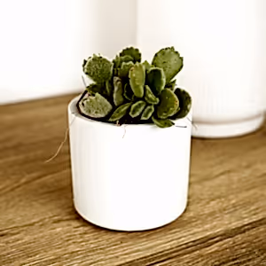 Bear Paws - Indoor Plant