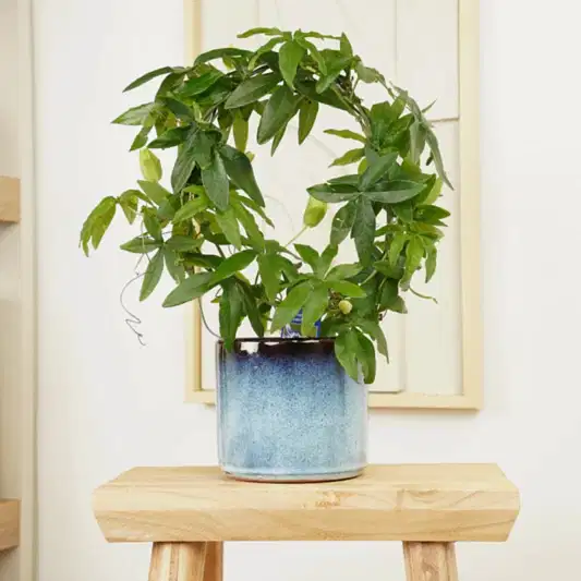 Passion Flower Plant | Caerulea | Easy Care Houseplants