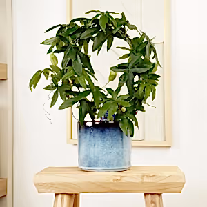 Passion Flower Plant | Caerulea - Indoor Plant