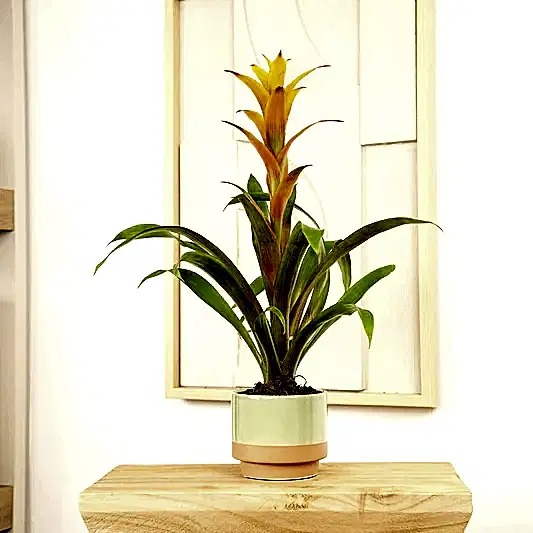 Flowering Guzmania | Sunnytime | Bromeliad & Guzmania