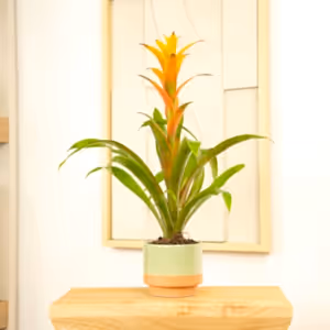 Flowering Guzmania | Sunnytime - Indoor Plant