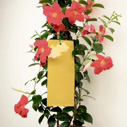 BetterGrow Extra Large Insect Traps | Gardening Accessories