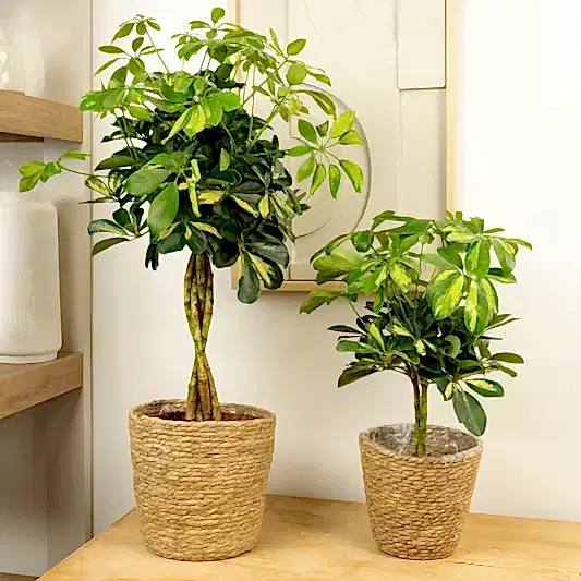 Umbrella Tree | Gold Capella Twist | Perfect Plants for Under £50