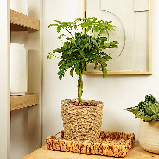 Umbrella Tree | Nora | Trees & Bonsai