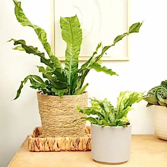 Crocodile Fern | Rare Plant | Indoor Hanging Plants