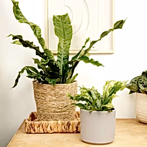 Crocodile Fern | Rare Plant - Indoor Plant
