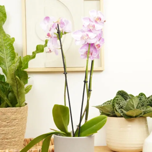 Phalaenopsis Orchid | Pink Stripe | Orchid Plants