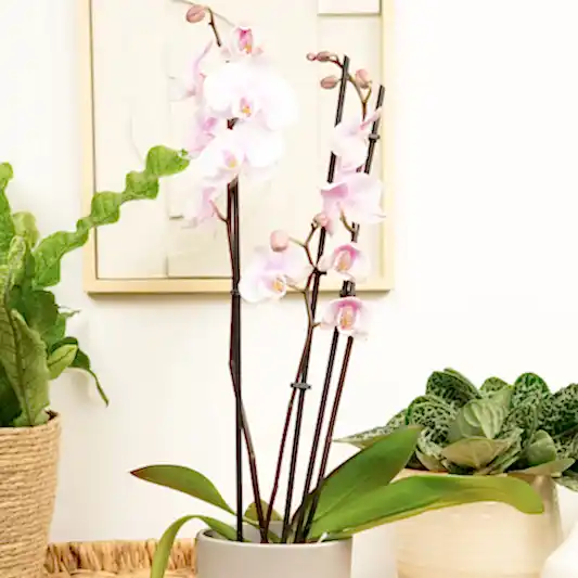 Phalaenopsis Orchid | Lilac Haze | Orchid Plants