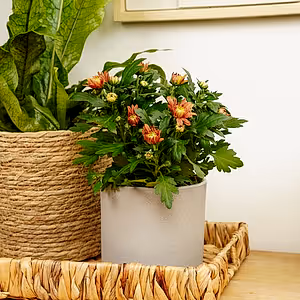 Mum | Toffee - Indoor Plant
