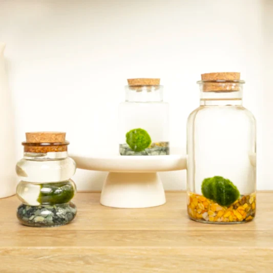 Marimo | Moss Ball | Rare Plant | Pet Safe Plants