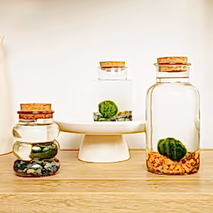 Marimo | Moss Ball | Rare Plant - Indoor Plant