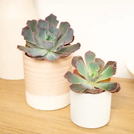 Echeveria | Neonbreaker | Garden & Outdoor Plants