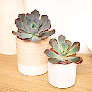 Echeveria | Neonbreaker - Indoor Plant