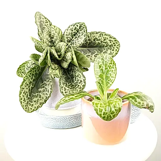 Streptocarpus | Pretty Turtle | Rare & Unusual Plants