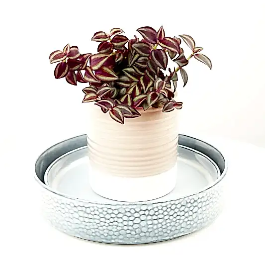 Wandering Dude | Purple Passion | Indoor Hanging Plants