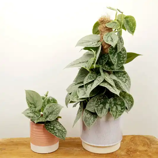 Silver Satin Pothos | Silvery Ann | Rare & Unusual Plants