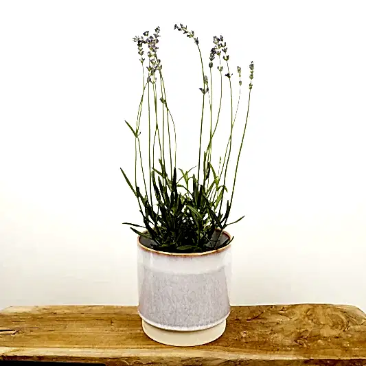Lavender | Purple | Garden & Outdoor Plants
