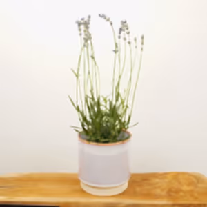 Lavender | Purple - Indoor Plant