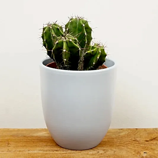 Organ Pipe Cactus | Rare Plant | Indoor Cactus Plants