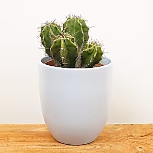 Organ Pipe Cactus | Rare Plant - Indoor Plant