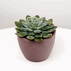 Echeveria | Blue Rosette - Indoor Plant
