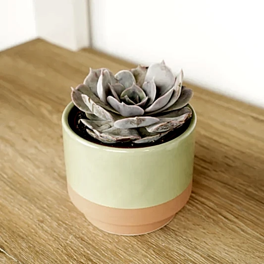 Echeveria | Grace | Potted Houseplants