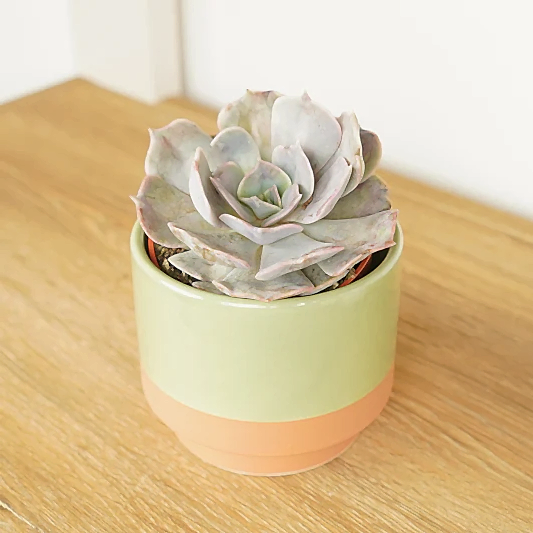 Echeveria | Grace | Rare & Unusual Plants