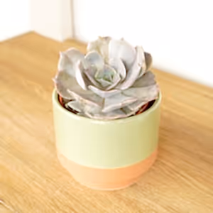 Echeveria | Grace - Indoor Plant
