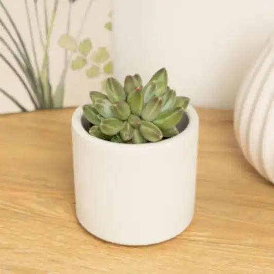 Echeveria | Hookeri | Rare & Unusual Plants