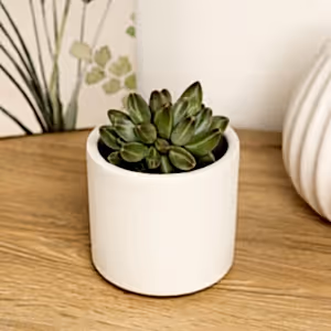 Echeveria | Hookeri - Indoor Plant