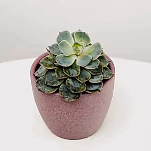 Echeveria | Ice Queen - Indoor Plant