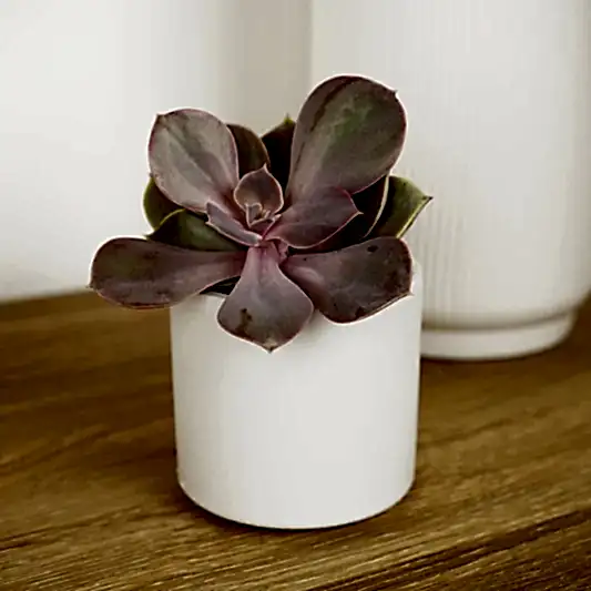 Echeveria | Penelope | Rare & Unusual Plants