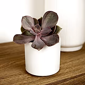 Echeveria | Penelope - Indoor Plant