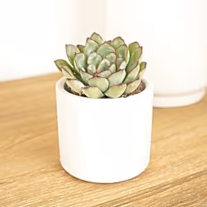 Echeveria | Poppy - Indoor Plant