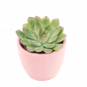 Echeveria | Red Tips - Indoor Plant