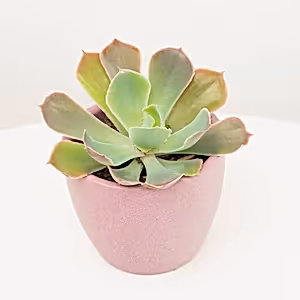 Echeveria | Rose Crown - Indoor Plant